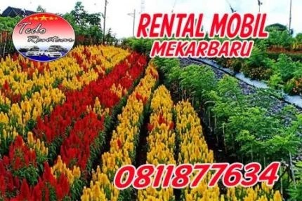 rental mobil mekarbaru