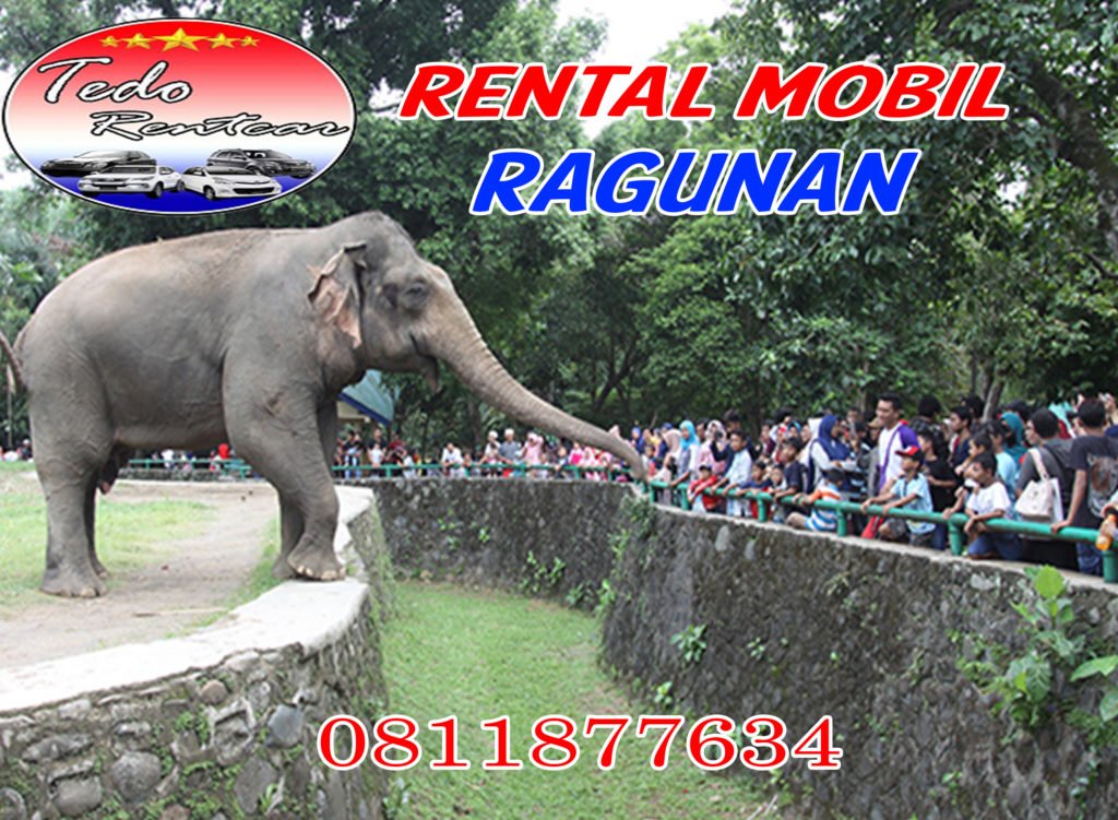 rental mobil ragunan