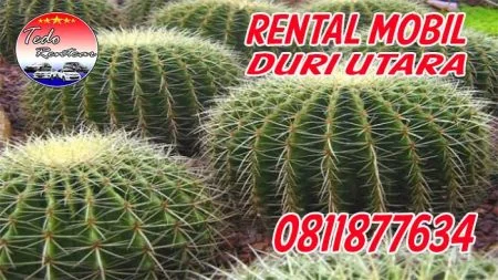 JASA SEWA RENTAL MOBIL DURI UTARA JAKARTA BARAT HARGA MURAH 24 JAM TERBAIK & TERDEKAT