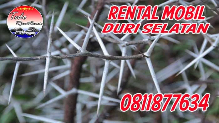 JASA SEWA RENTAL MOBIL DURI SELATAN JAKARTA BARAT HARGA MURAH 24 JAM TERBAIK & TERDEKAT
