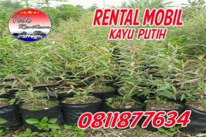PELAYANAN RENTAL MOBIL KAYU PUTIH JAKARTA TIMUR HARGA MURAH 24 JAM TERBAIK DAN TERDEKAT