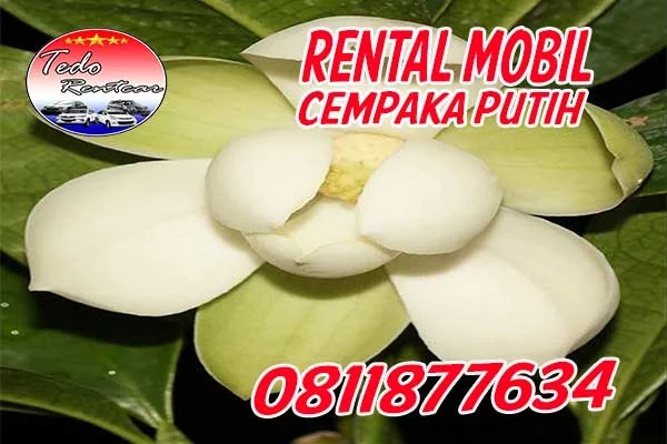 PELAYANAN JASA RENTAL MOBIL CEMPAKA PUTIH TANGERANG SELATAN HARGA MURAH 24 JAM TERBAIK DAN TERDEKAT