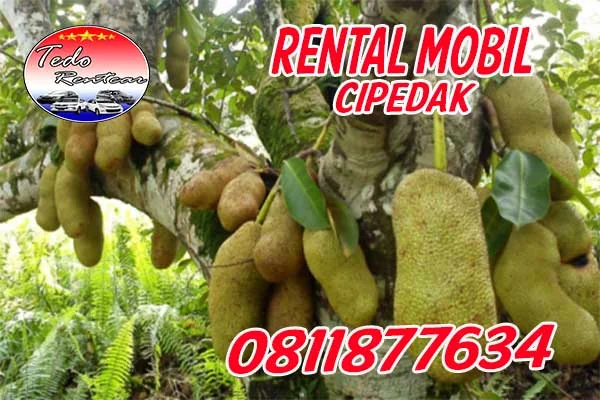 DAFTAR HARGA JASA SEWA RENTAL MOBIL CIPEDAK JAKARTA SELATAN MURAH 24 JAM TERBAIK & TERDEKAT