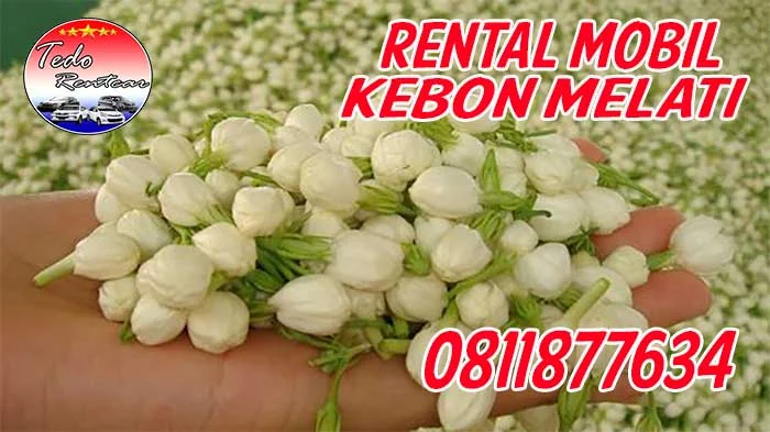 DAFTAR HARGA RENTAL MOBIL KEBON MELATI JAKARTA PUSAT HARGA MURAH 24 JAM TERBAIK DAN TERDEKAT