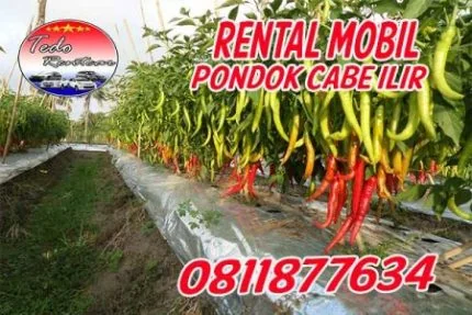 PELAYANAN JASA RENTAL MOBIL PONDOK CABE ILIR TANGERANG SELATAN HARGA MURAH 24 JAM TERBAIK DAN TERDEKAT