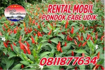 PELAYANAN JASA RENTAL MOBIL PONDOK CABE UDIK TANGERANG SELATAN HARGA MURAH 24 JAM TERBAIK DAN TERDEKAT