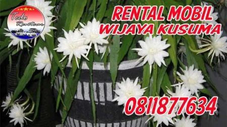 JASA SEWA RENTAL MOBIL WIJAYA KUSUMA JAKARTA BARAT HARGA MURAH 24 JAM TERBAIK & TERDEKAT